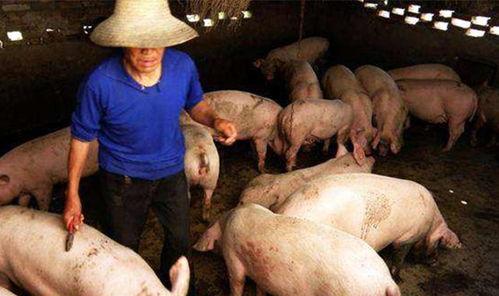 猪密密在线观看伦理,网络伦理的边界探索与反思